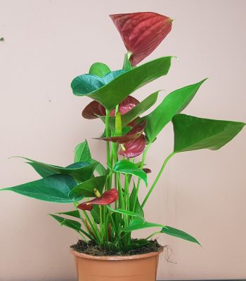 Anthurium an success red