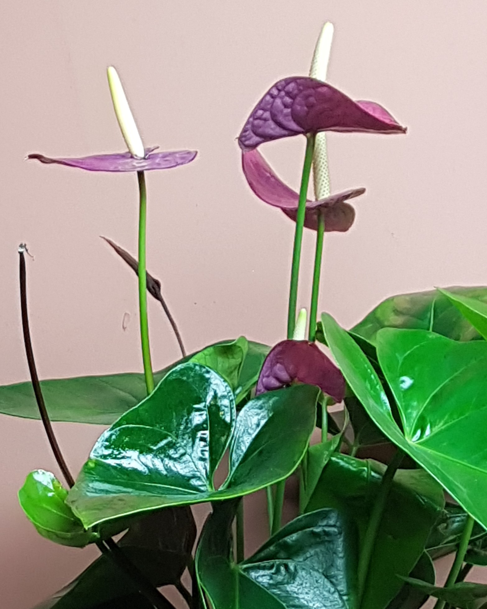Anthurium An Violet Heart De Florahoek