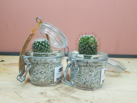 Cactus in glas