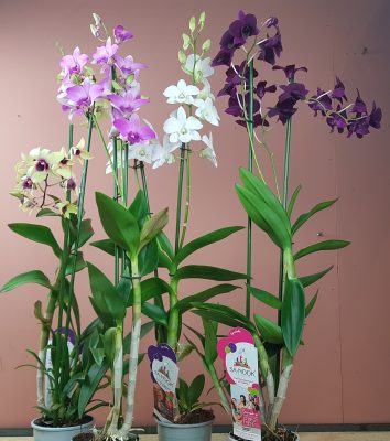 Dendrobium snk in soorten