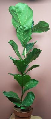 Ficus Lyrata