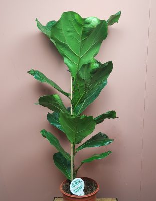 Ficus Lyrata