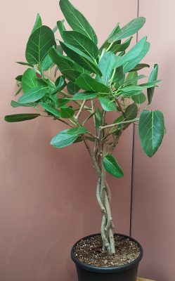 Ficus beng audrey