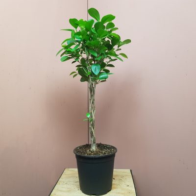 Ficus mi moclame