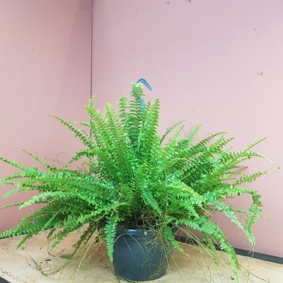 Nephrolepis exaltata Green Lady