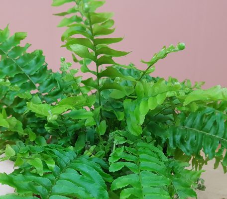 Nephrolepis exaltata green moment