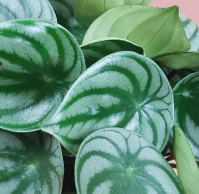 Peperomia argyreia