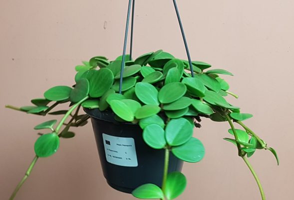 Peperomia hope