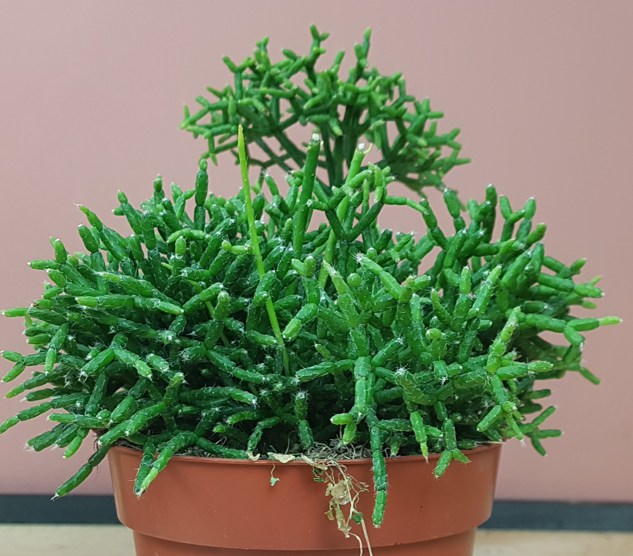 Rhipsalis cereuscula - De Florahoek