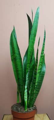 Sanseveria zey