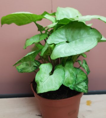 Syngonium white Butterfly