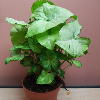 Syngonium white Butterfly