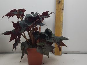 Begonia Black Taffeta P15