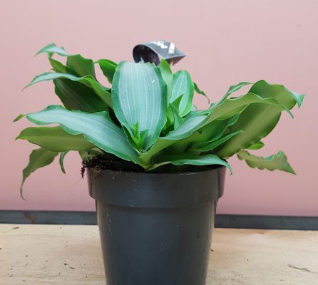 murdan l bright star