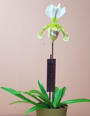 paphiopedilum orchidee