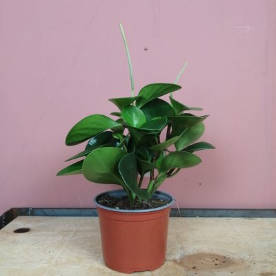 pep obt green gold