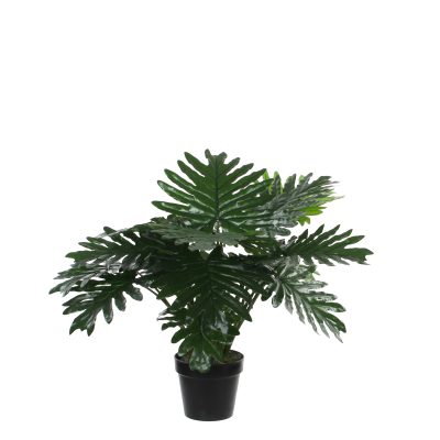 philodendron in plastic pot groen – h60x