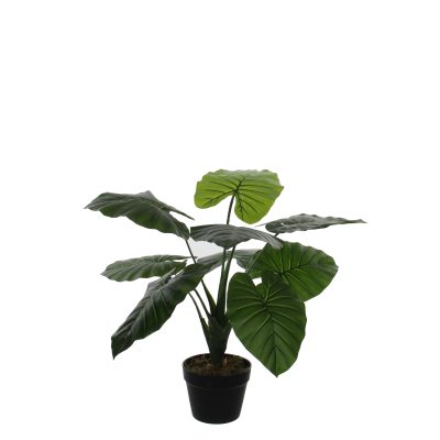 taro in plastic pot groen – h60xd60cm