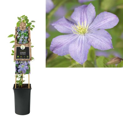 clematis ‘prince charles’