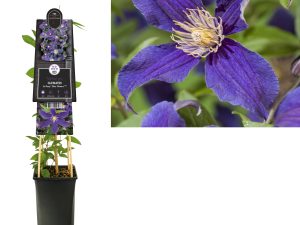 Clematis So Many® Blue Flowers PBR