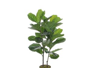 Ficus Lyrata in plastic pot groen - h100