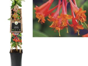 Lonicera 'Dropmore Scarlet'