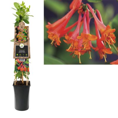 lonicera brownii ‘dropmore scarlet’