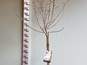 Magnolia stellata F