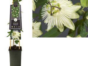 Passiflora 'Snow Queen' PBR