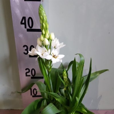 Ornithogalum thyrsoi
