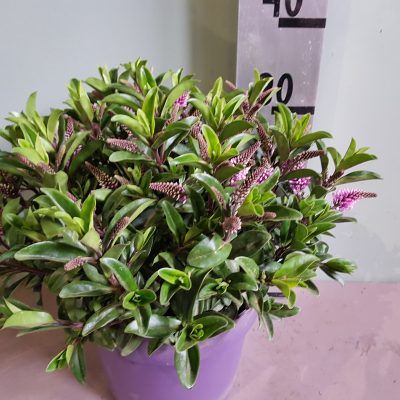hebe tikitik pi kiwi