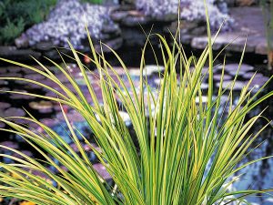 Acorus calamus
