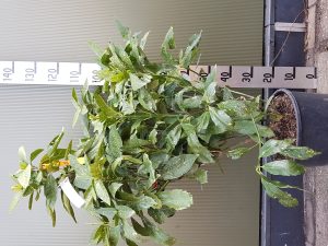 aucuba japonica variegata CLT18 100/125