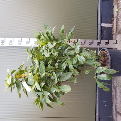 aucuba japonica variegata clt18 100/125