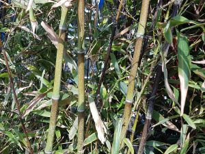 bambusa phyllostachys nigra CLT18 175/20
