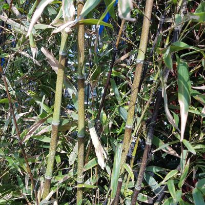 bambusa phyllostachys nigra clt18 175/20