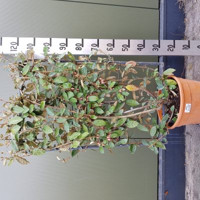 elaeagnus ebbingei clt18 80x50spalliera