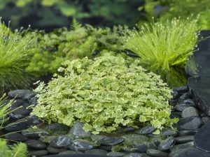 Hydrocotyle sib. Var. P11