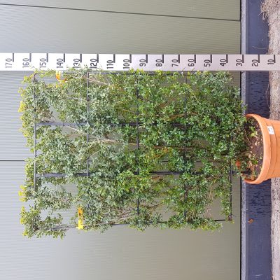 ilex crenata dark green clt30 180x120spa