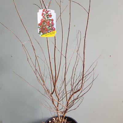 lagerstroemia indica mix clt10 60/80