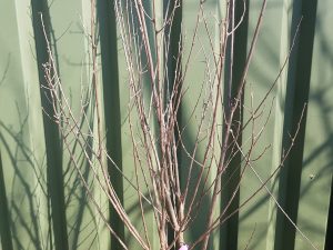 lagerstroemia indica petit pink [rosa cl