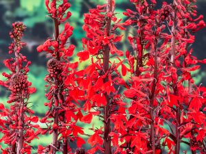 Lobelia fulg. Queen Victoria