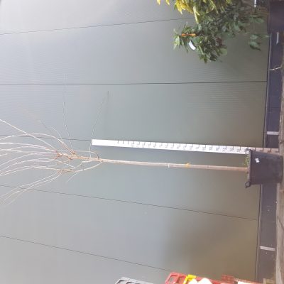 morus platanifolia fruitless clt50 12-14