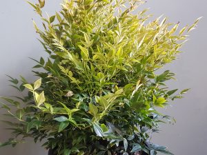 nandina domestica lemon lime CLT10