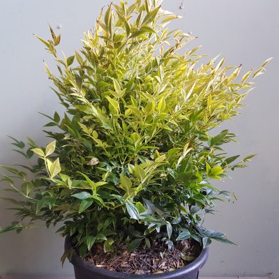 nandina domestica lemon lime clt10