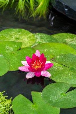 nymphaea pygmea rubra