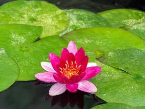 Nymphaea Pygmea Rubra
