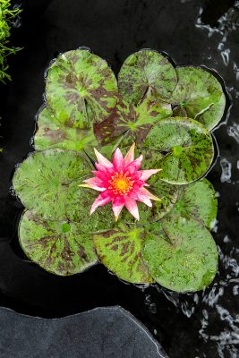 nymphaea red spider