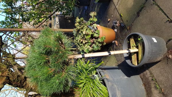 pinus nigra brepo [n. pierrick bregeon] clt