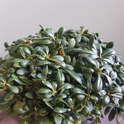 pittosporum tobira nanum clt7 40-50